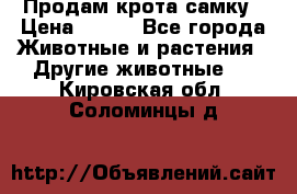 Продам крота самку › Цена ­ 200 - Все города Животные и растения » Другие животные   . Кировская обл.,Соломинцы д.